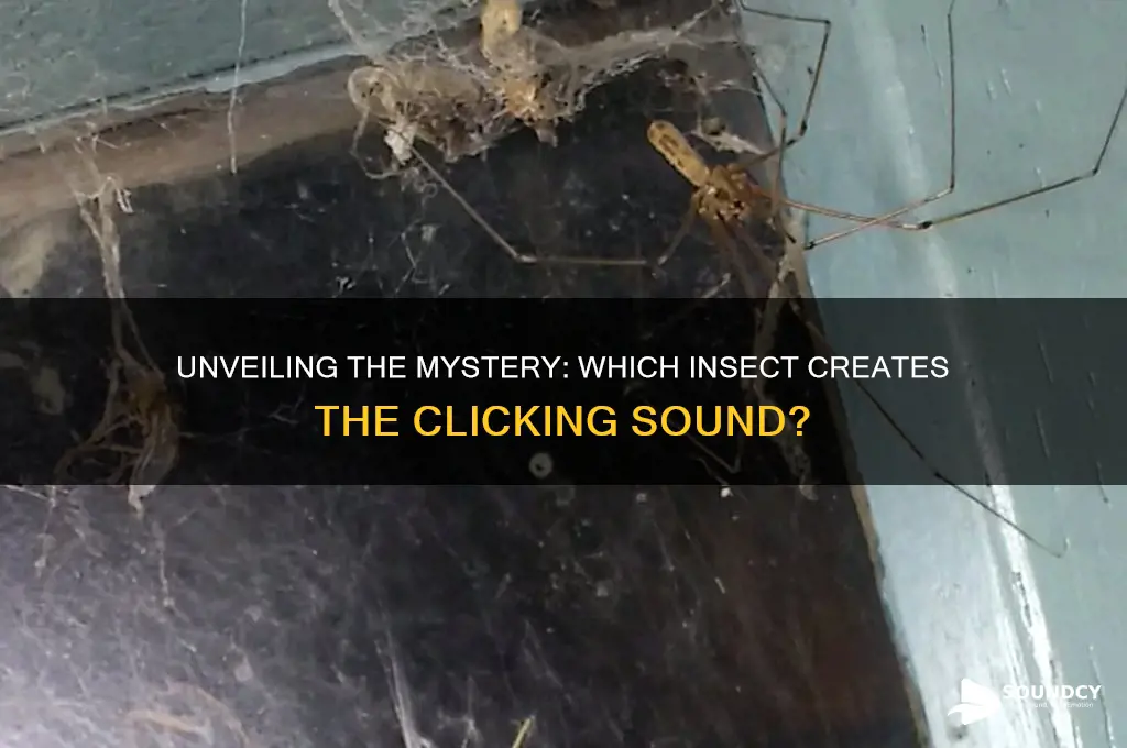 what insect makes clicking sound