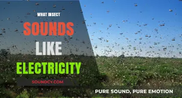 Buzzing Mystery: The Insect Whose Sound Mimics Electricity Explained