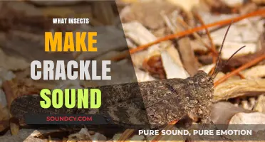 Unveiling the Tiny Creatures Behind the Mysterious Nighttime Crackle Sounds