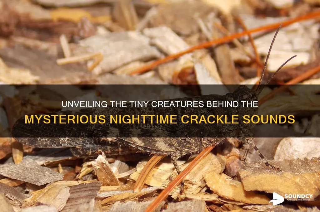 what insects make crackle sound