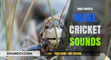 Unveiling the Chirping Culprits: Insects Behind the Cricket Sounds
