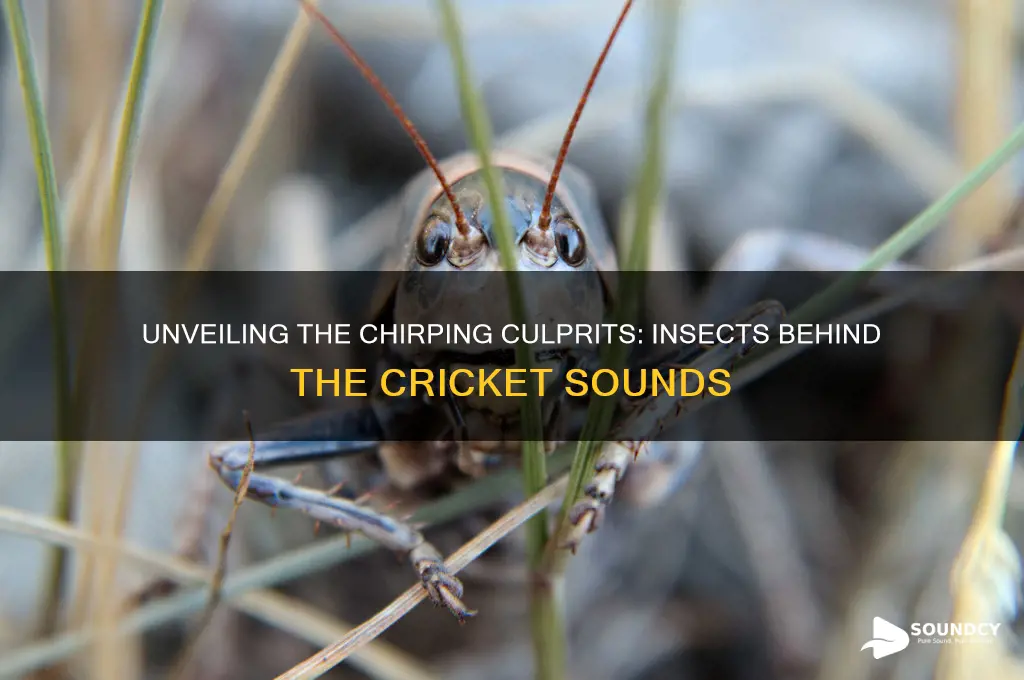 what insects make cricket sounds