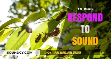 Buzzing Secrets: Insects That Respond to Sound Revealed