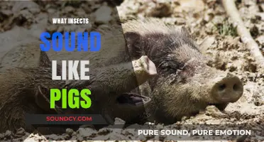 Unusual Bug Noises: Insects That Surprisingly Sound Like Pigs