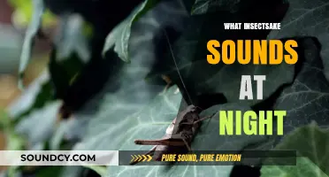 Unveiling the Nighttime Symphony: Insects That Chirp and Buzz After Dark