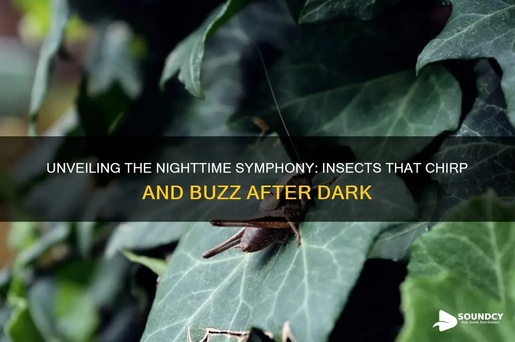 what insectsake sounds at night