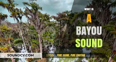 Exploring the Unique Soundscape of a Bayou: Nature's Symphony Unveiled