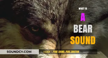 Understanding the Unique Vocalizations: What is a Bear Sound?