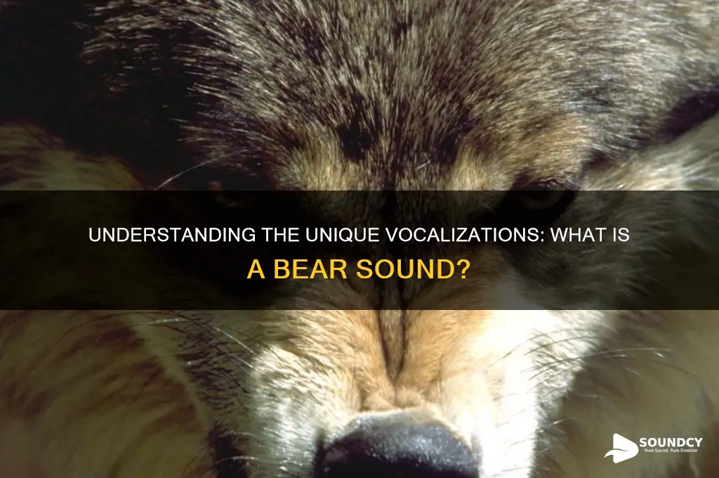 what is a bear sound