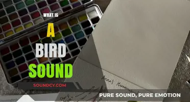 Understanding Bird Sounds: A Beginner's Guide to Avian Communication
