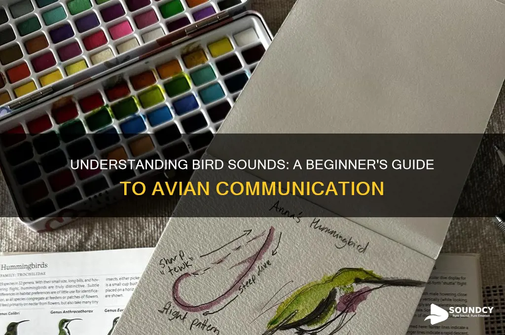 what is a bird sound