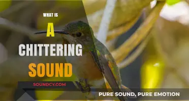 Understanding the Chittering Sound: Causes, Meanings, and Common Sources