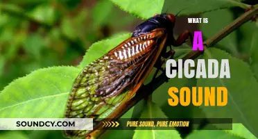Unraveling the Mystery: Understanding the Unique Cicada Sound