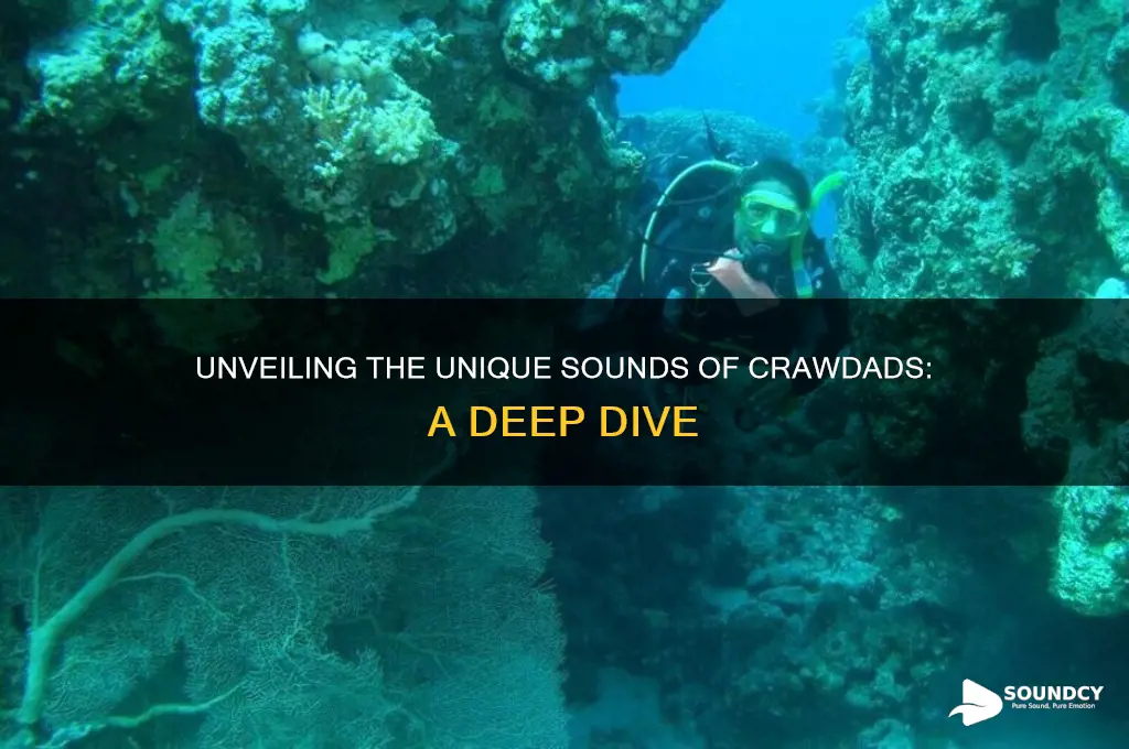 what is a crawdad sound