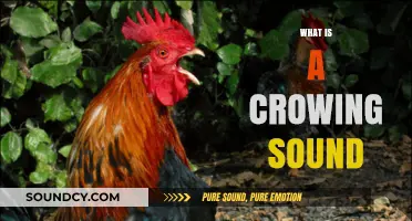 Understanding the Crowing Sound: Origins, Meaning, and Cultural Significance