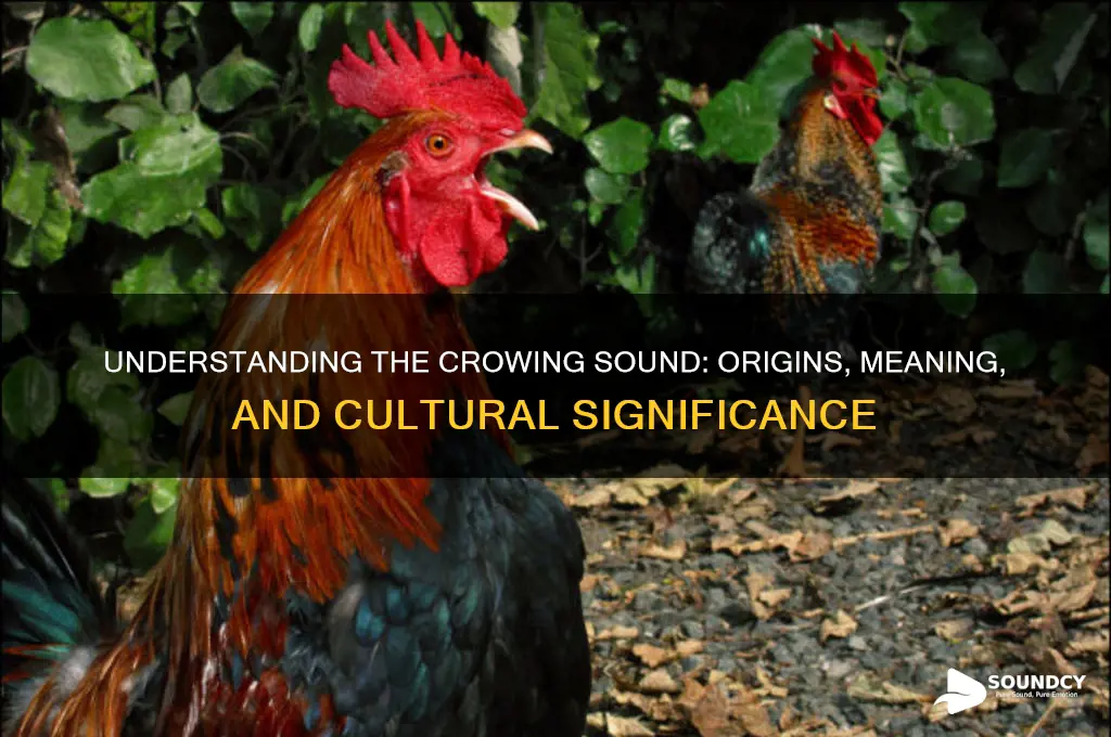 what is a crowing sound