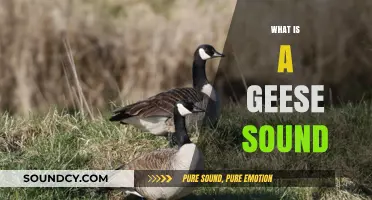 Understanding the Unique Honking Communication of Geese in Nature