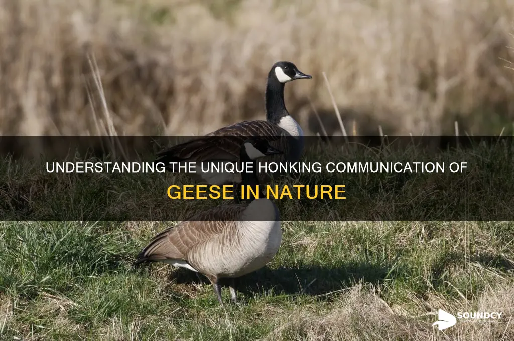 what is a geese sound