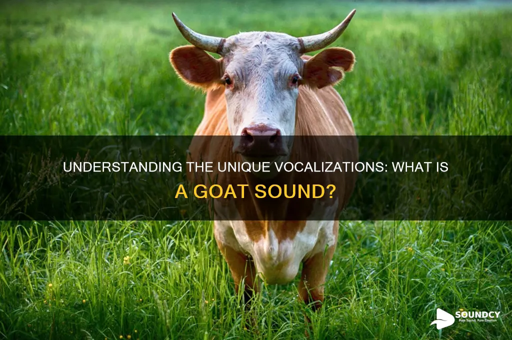 what is a goat sound