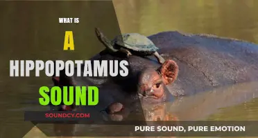 Unveiling the Unique Vocalizations: What Sound Does a Hippopotamus Make?