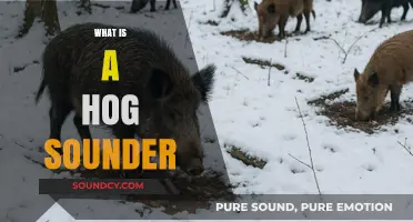 Understanding Hog Sounders: Their Role, Behavior, and Importance in Nature