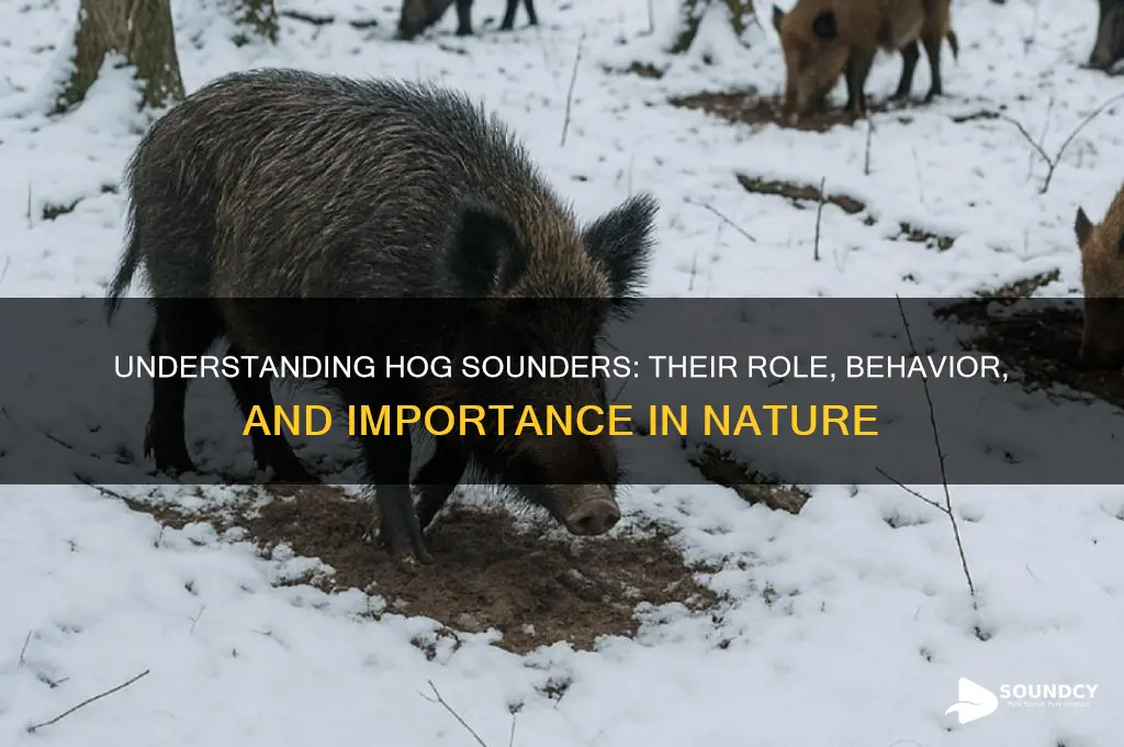 what is a hog sounder