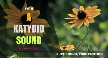 Unraveling the Mystical Katydid Sound: Nature's Nighttime Symphony Explained