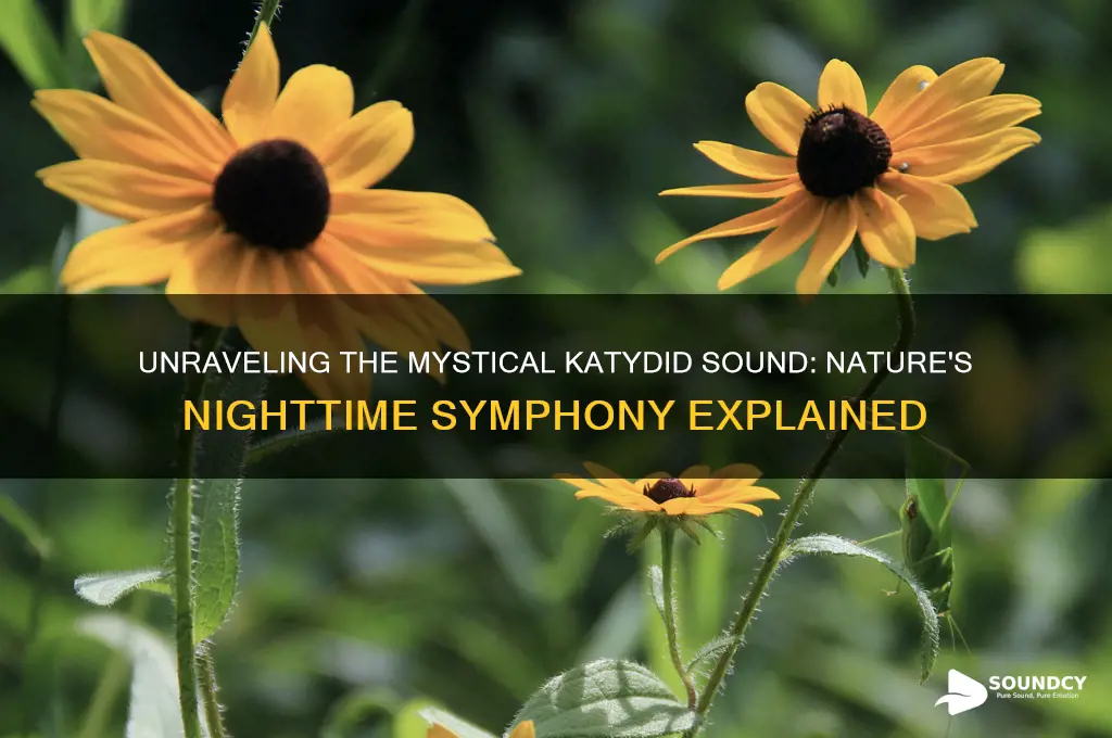 what is a katydid sound
