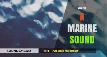 Exploring Marine Sounds: Understanding Ocean Noise and Its Impact