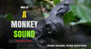 Unraveling the Mystery: What is a Monkey Sound and Why It Matters