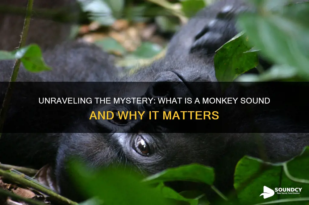 what is a monkey sound