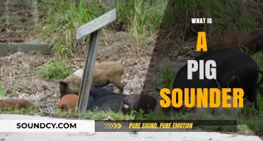 Understanding the Pig Sounder: A Unique Social Structure in Swine