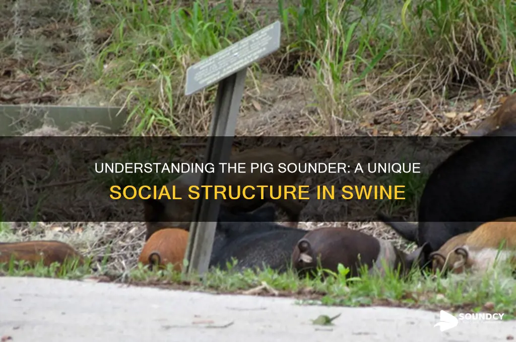 what is a pig sounder