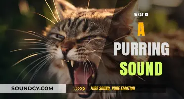Understanding the Purring Sound: Origins, Meanings, and Fascinating Facts