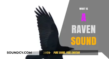 Unraveling the Mystique: Understanding the Unique Sound of a Raven