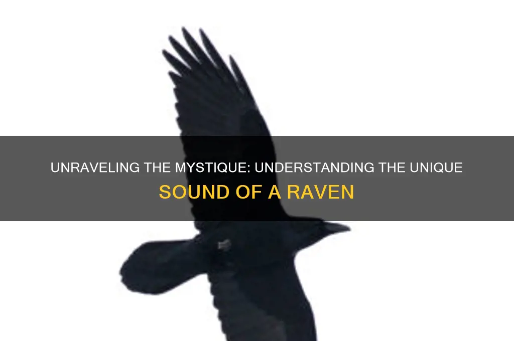 what is a raven sound