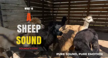 Understanding the Unique Vocalizations: What is a Sheep's Sound?