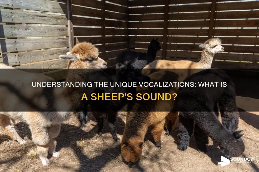 what is a sheep sound
