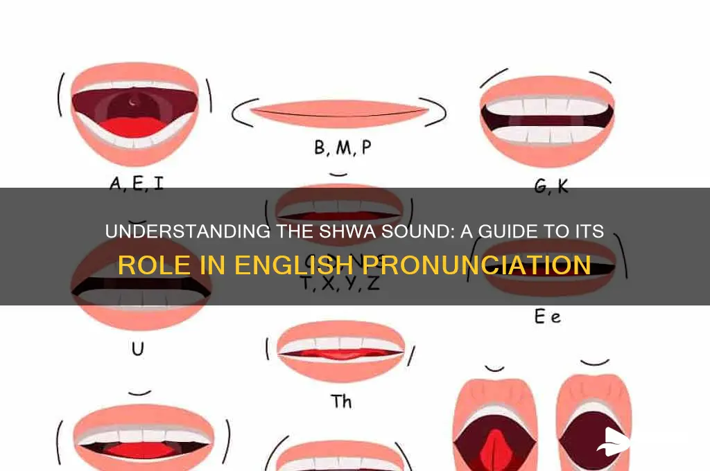 what is a shwa sound