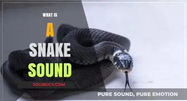 Unveiling the Mystery: What Sound Does a Snake Actually Make?