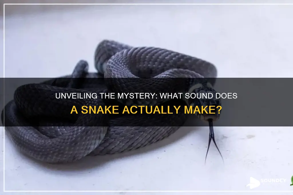 what is a snake sound