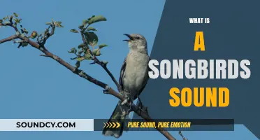 Exploring the Enchanting Melodies: What is a Songbird's Sound?