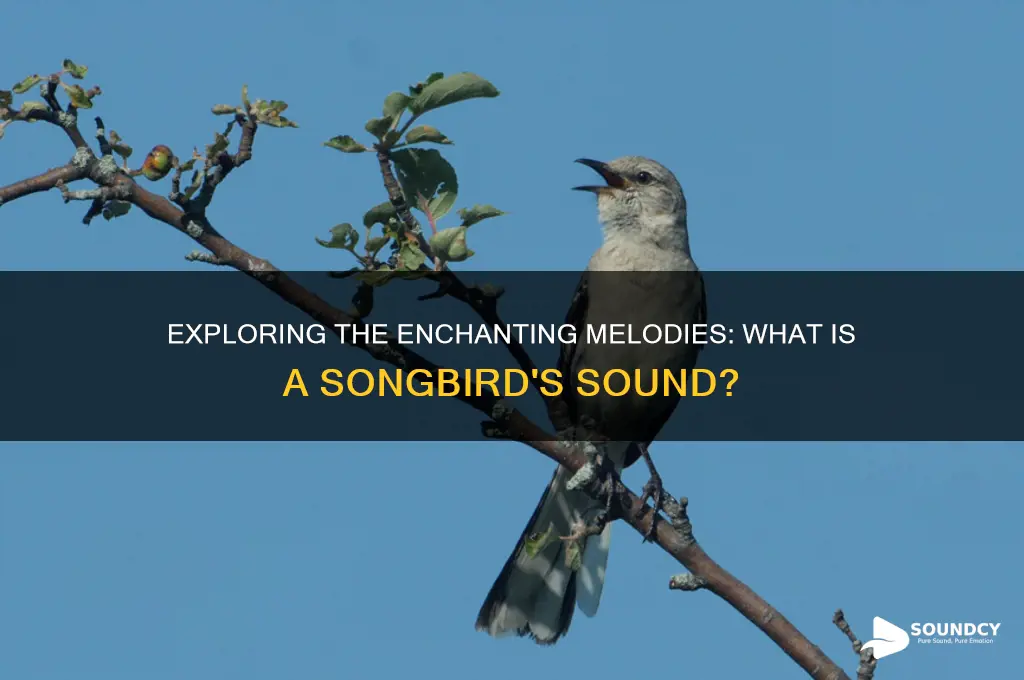 what is a songbirds sound
