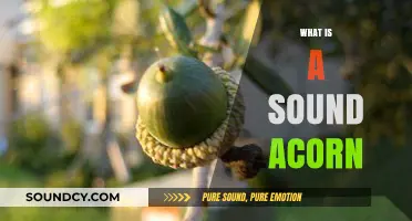Understanding the Concept of a Sound Acorn: Definition and Significance