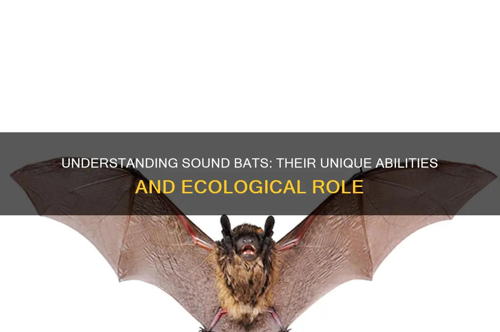 what is a sound bat