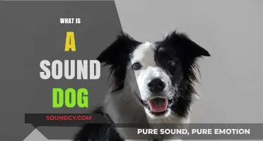 Understanding the Traits and Qualities of a Sound Dog