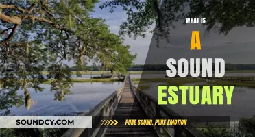 Understanding Sound Estuaries: Vital Ecosystems Where Rivers Meet the Sea