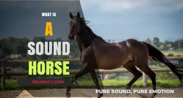 Understanding the Qualities of a Sound Horse: A Comprehensive Guide
