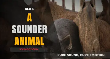 Understanding the Sounder: A Group of Wild Boars Explained