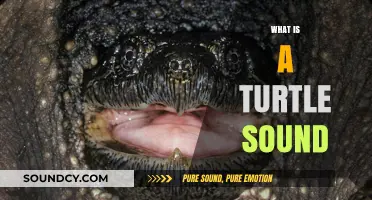Unveiling the Unique Sounds of Turtles: What Do They Really Say?
